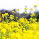 올카(All Car) 이미지