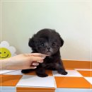 배곧애견샵 네이버블로그