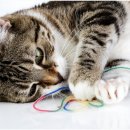 신천동물병원 이미지