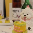 트렌독 이미지