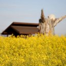 갯골안2 이미지