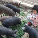 단식농장 이미지