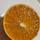 제주 황금향7분 주문 받아요 이미지