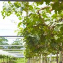 순양농장 이미지