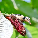목련나무열매(오색딱다구리) 이미지