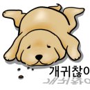 뚱이애견 이미지