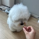 우리펫 - 계룡시 장안로 70 | 혼자 있으면 하울링하는 우리 강아지, 릴렉스펫 마음쉼표트릿 솔직 후기🐶 | 분리불안 노즈워크 간식 추천