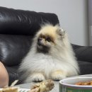 디어댕댕 이미지