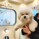 도그살롱 이미지