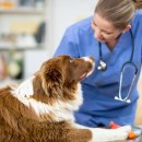 강아지나라동물병원 이미지