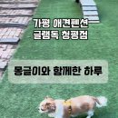 글램독청평 이미지