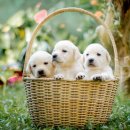 동물을사랑하는사람들 이미지