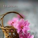 휘앙새
