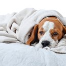 아프리카 동물병원 이미지