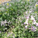 피내농장 이미지