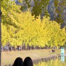 괴산 명소 문광 양곡저수지 은행나무길 '황금빛 가을' 장관 이미지