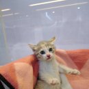 샘골동물병원 이미지