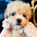 티제이 펫 이미지