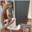 자양으뜸한의원 | 대구동구한의원 - 사향이 눈에 보이는 씨알공진단: 특허받은 공진단 [ 공진단 언제 먹어야하는지...