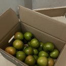 대저짭짤이토마토 로얄과 융융마트 후기 : 대저 짭짜리 토마토 보관하고 후숙하는 방법! (+ 와인안주추천)