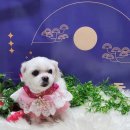 꿈꾸는강아지 이미지