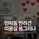 마리애견미용 | 의정부애견미용 몽그리나 반려견미용 만족 후기 (무료 픽업&드랍 서비스, 정액권 O)
