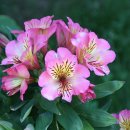 뜰에꽃화원 이미지