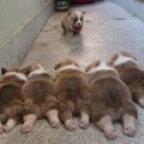 식사하셨습니까 이미지