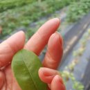 삼권농장 이미지