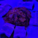 엔돌핀7080라이브
