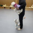 헤이, 댕댕 이미지