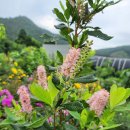 분홍오리