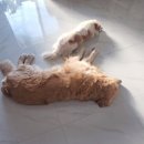 개팔상팔 이미지