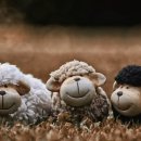 정선양떼목장 이미지