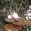 자연산영지버섯 이미지