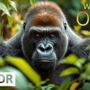 WILD ANIMALS 8K HDR – Wildlife OLED Demo for 4K/8K TV 이미지