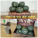 <<b>공구</b>> 함평<b>천지</b> 미니 밤단호박