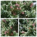 향나무로 이미지