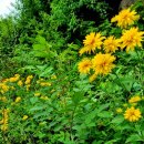 뒤뜰농장 이미지