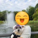 도그루아 이미지