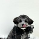 낭만그루밍 이미지