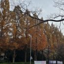 종합운동장 메타세콰이어길 이미지