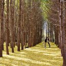 경주숲 1,2 이미지