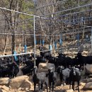 달뜨기흑염소목장 | 자연과 함께 살아 숨 쉬는 달뜨기 흑염소들