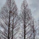 디아우토 | 페로탱 페로티누스.. 화답송.. "Sederunt principes"