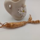 아메리칸파낙스