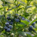 노양2리마을회관 | 수원 근교 드라이브 경기도 평택 데이트 무농약 국산 친환경 블루베리 파는곳 1kg 가격 꽃산 블루베리