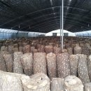 황금농장2 이미지