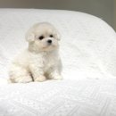 포더독스 강아지 강서 마곡점 이미지