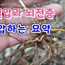 초월약초 이미지